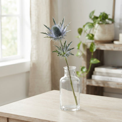 Eryngium Magnum Questar
