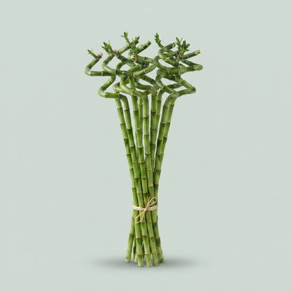 Lucky Bamboo - Dracaena - Lucky Bamboo