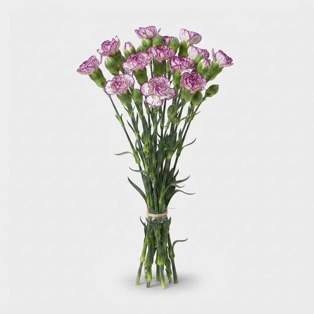 Spray Carnation - Dianthus - Spectro