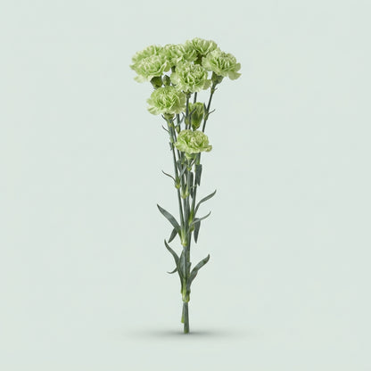 Spray Carnation - Dianthus Spray