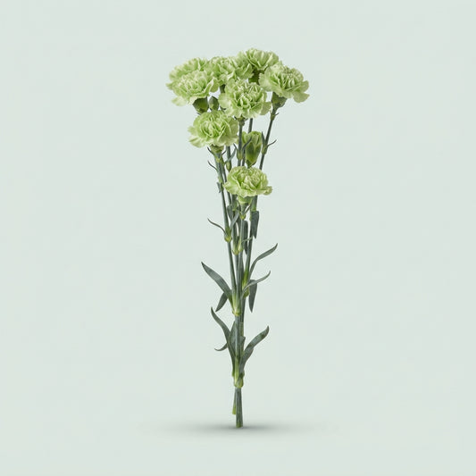 Spray Carnation - Dianthus Spray