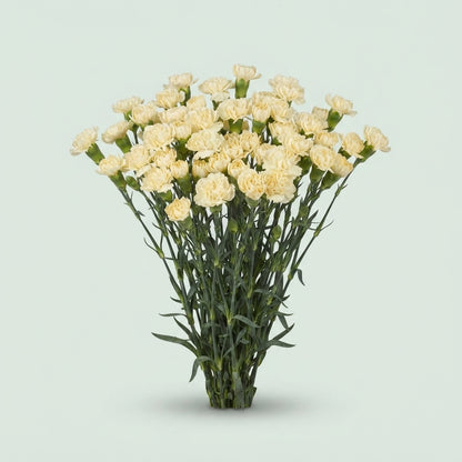 Spray Carnation - Dianthus - Creme Intermez