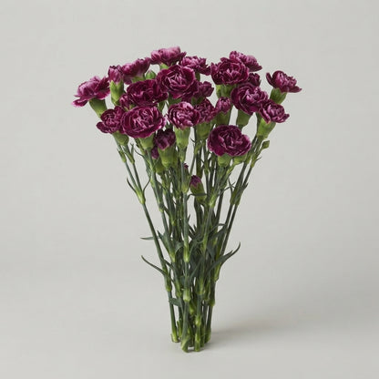 Spray Carnation - Dianthus - Berry