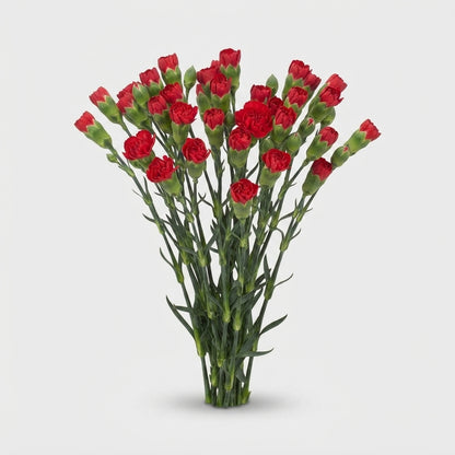 Spray Carnation - Dianthus - Aragon