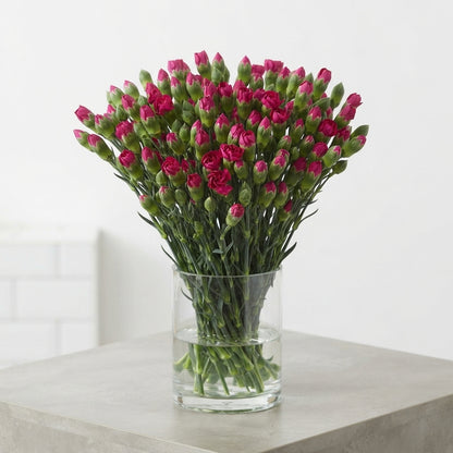 Spray Carnation - Dianthus - Imre