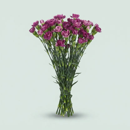 Spray Carnation - Dianthus - Bono