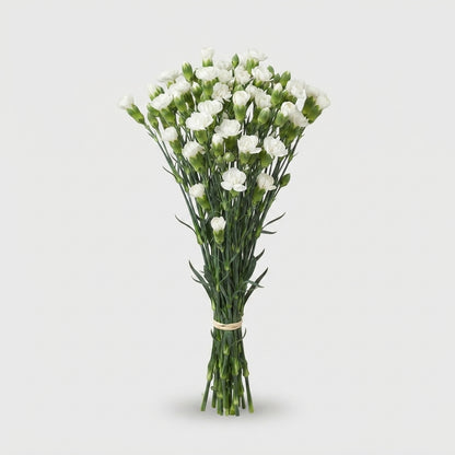 Spray Carnation - Dianthus - Solomio Ard