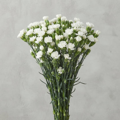 FeedSync:wholesale:1b02dfebbf02654d506b01ba6c287df9f5d33e21
