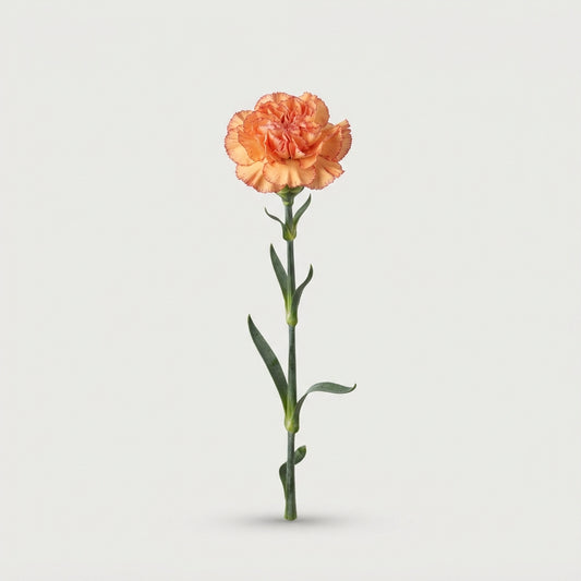 Carnation Standard Spritz Sport