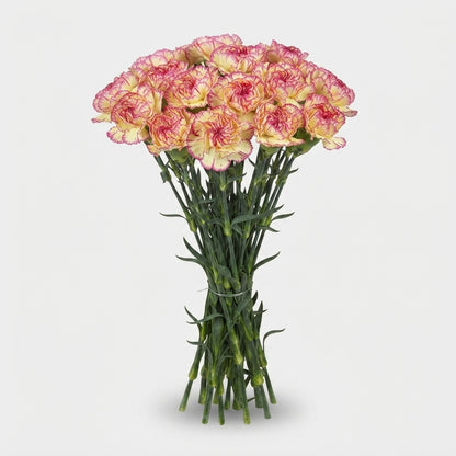 Standard Carnation - Dianthus - Spritz