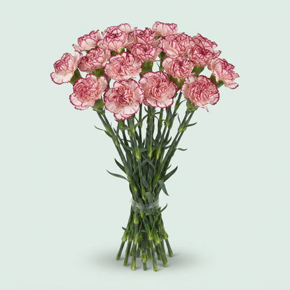 Standard Carnation - Dianthus - Olympia
