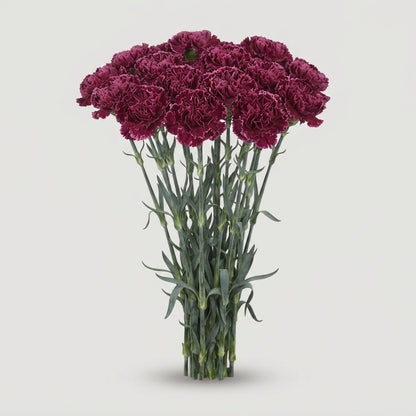 Standard Carnation - Dianthus - Nobbio Burgundy