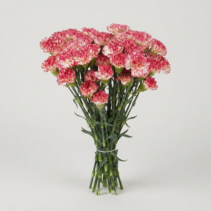 Carnation - Dianthus - Montoya