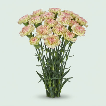 Carnation - Dianthus - Mochi
