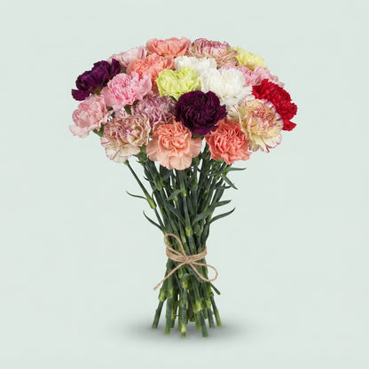 Standard Carnation - Dianthus - Overig