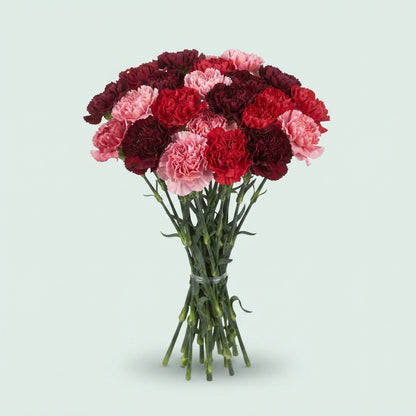 Standard Carnation - Dianthus - Overig