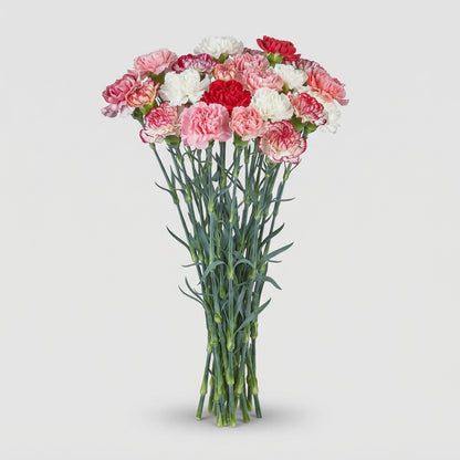 Carnation Standard Mix Florigene
