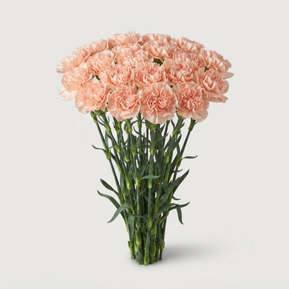 Standard Carnation - Dianthus - Lizzy