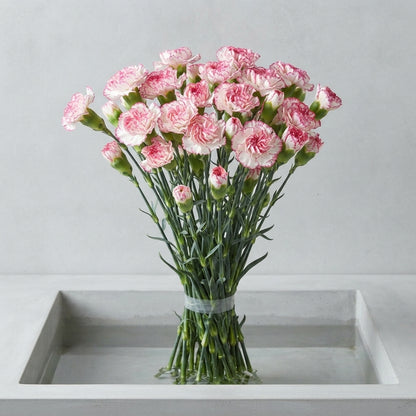 FeedSync:wholesale:10bbbf7a3014e24d99ab6c80c85ac0acfe9c8fee