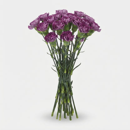 Standard Carnation - Dianthus - Hypnosis
