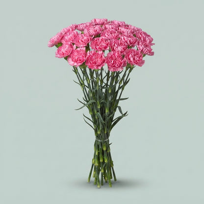 Carnation - Dianthus - Tonic Golem