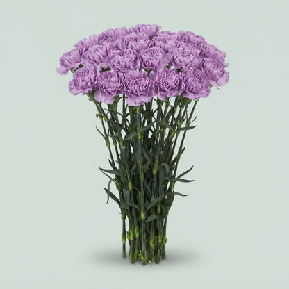 Standard Carnation - Dianthus - Florigene Moonaqua
