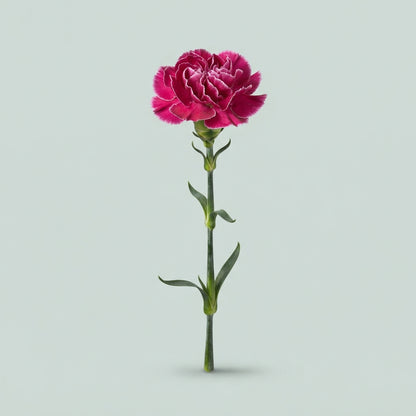 Standard Carnation - Dianthus - Extravaganza