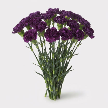 Carnation - Dianthus - Extasis