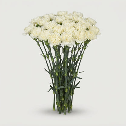 Standard Carnation - Dianthus - Diletta Crema