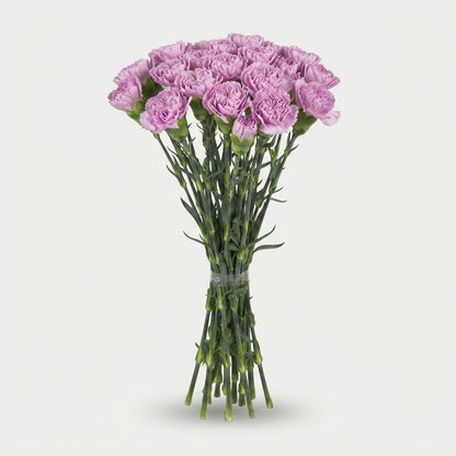 Standard Carnation - Dianthus - Clearwater