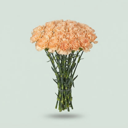 Carnation - Dianthus - Caroline Gold