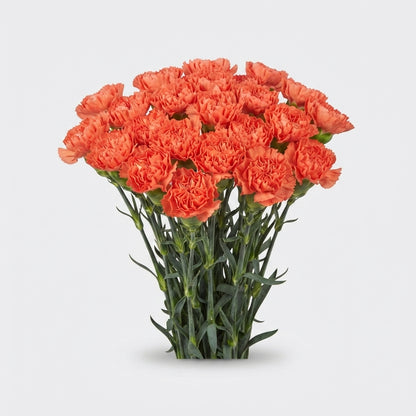 Standard Carnation - Dianthus - Caroline