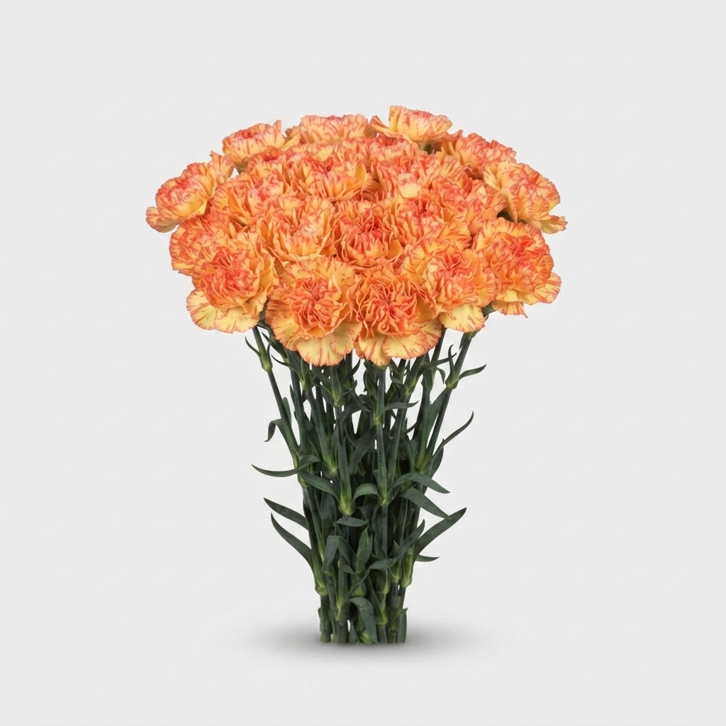 Carnation - Dianthus - Boiro