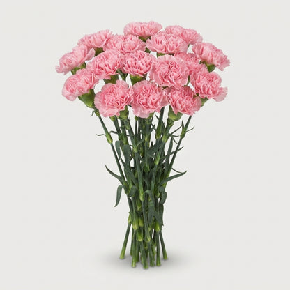 Carnation - Dianthus - Betsy