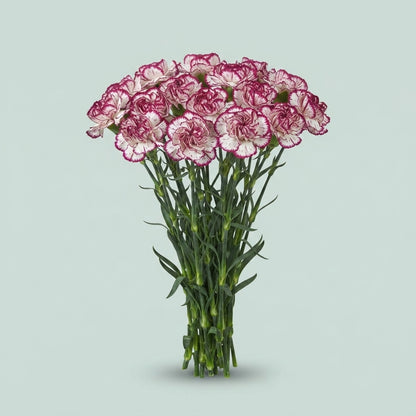 Standard Carnation - Dianthus - Bacarat