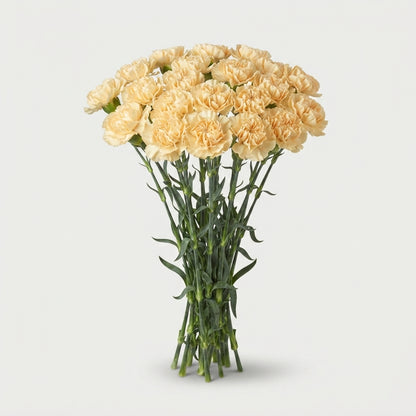 Carnation - Dianthus - Apple Tea