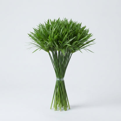 Cyperus Glaber - Plastic