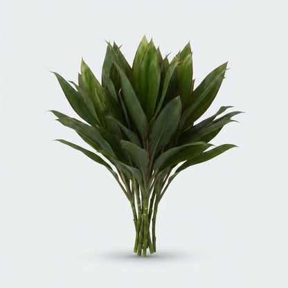 Cordyline Lemon Red Edge Top - Plastic