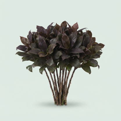 Cordyline - Dracaena - Compacta Groen