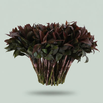 Cordyline - Dracaena - Compacta