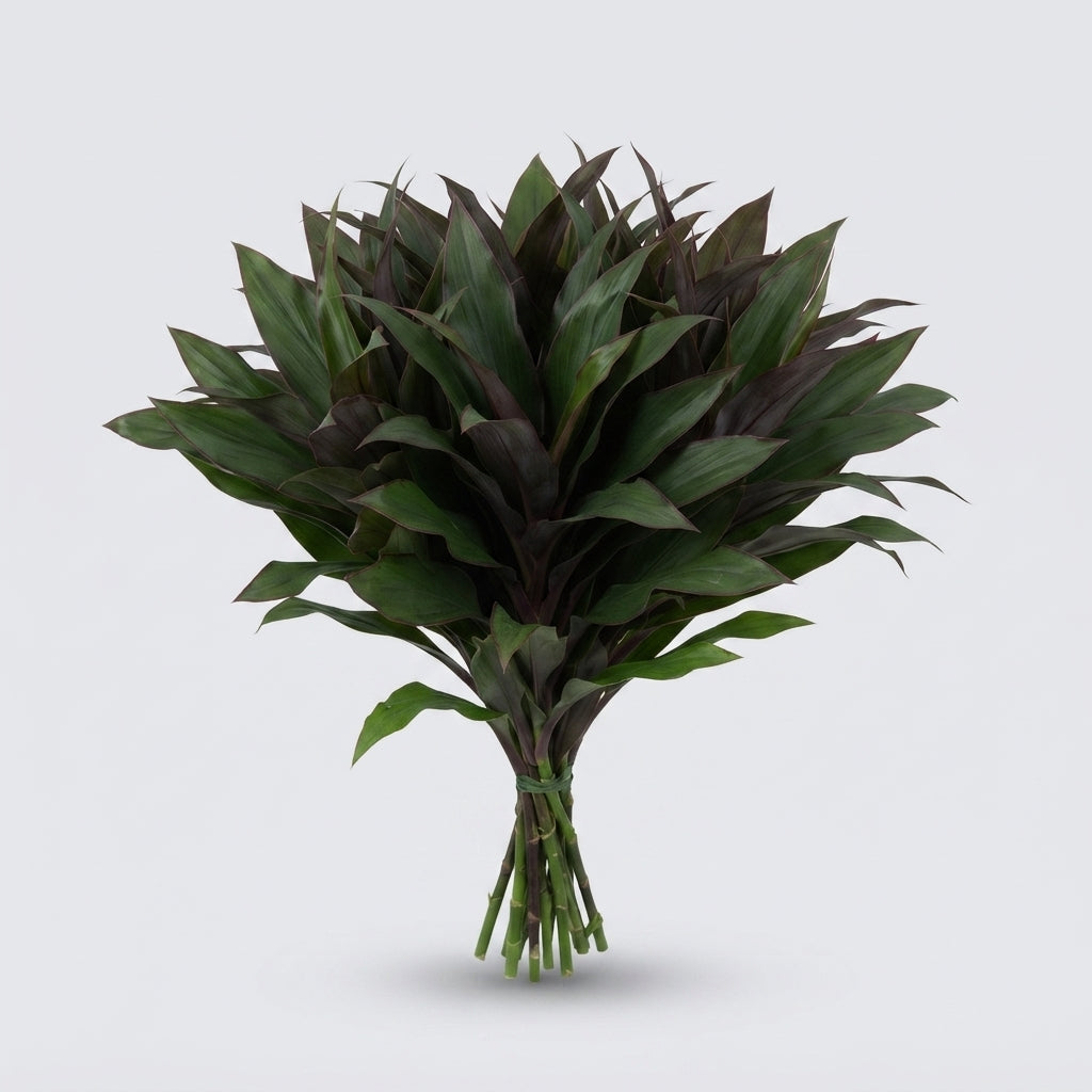 Cordyline Chicken Tail Top - Plastic