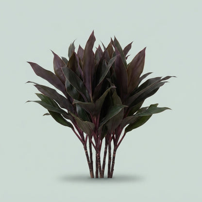 Cordyline - Plastic