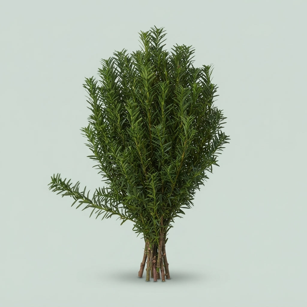 Conifer Zak Taxus Groen