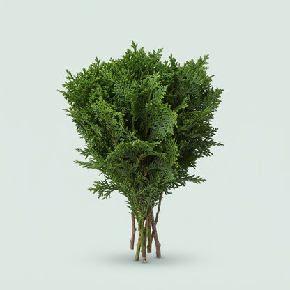 Conifer Zak Nana