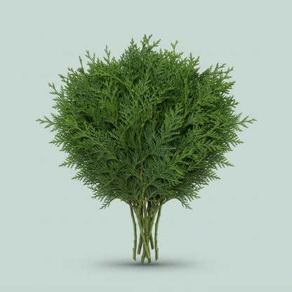 Conifer Zak Groen