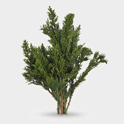 FeedSync:wholesale:2372089569b7b6a16ac93d1e08eabafb31a01329