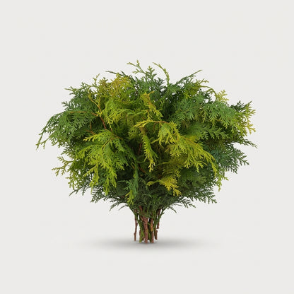 FeedSync:wholesale:3df44ea047eb3b36e58925df4744502fb63f6b4e
