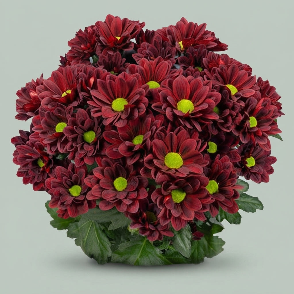 FeedSync:wholesale:ee99bc9e8671a7b780d40505b5879f7d6cae764b