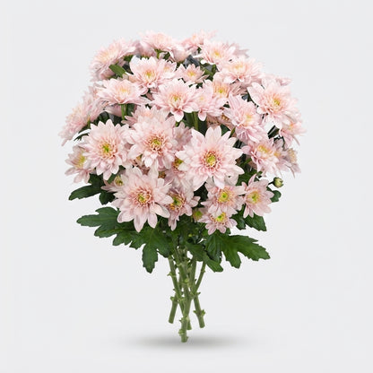 Spray Chrysanthemum - Chrysanthemum - Pastela Pink