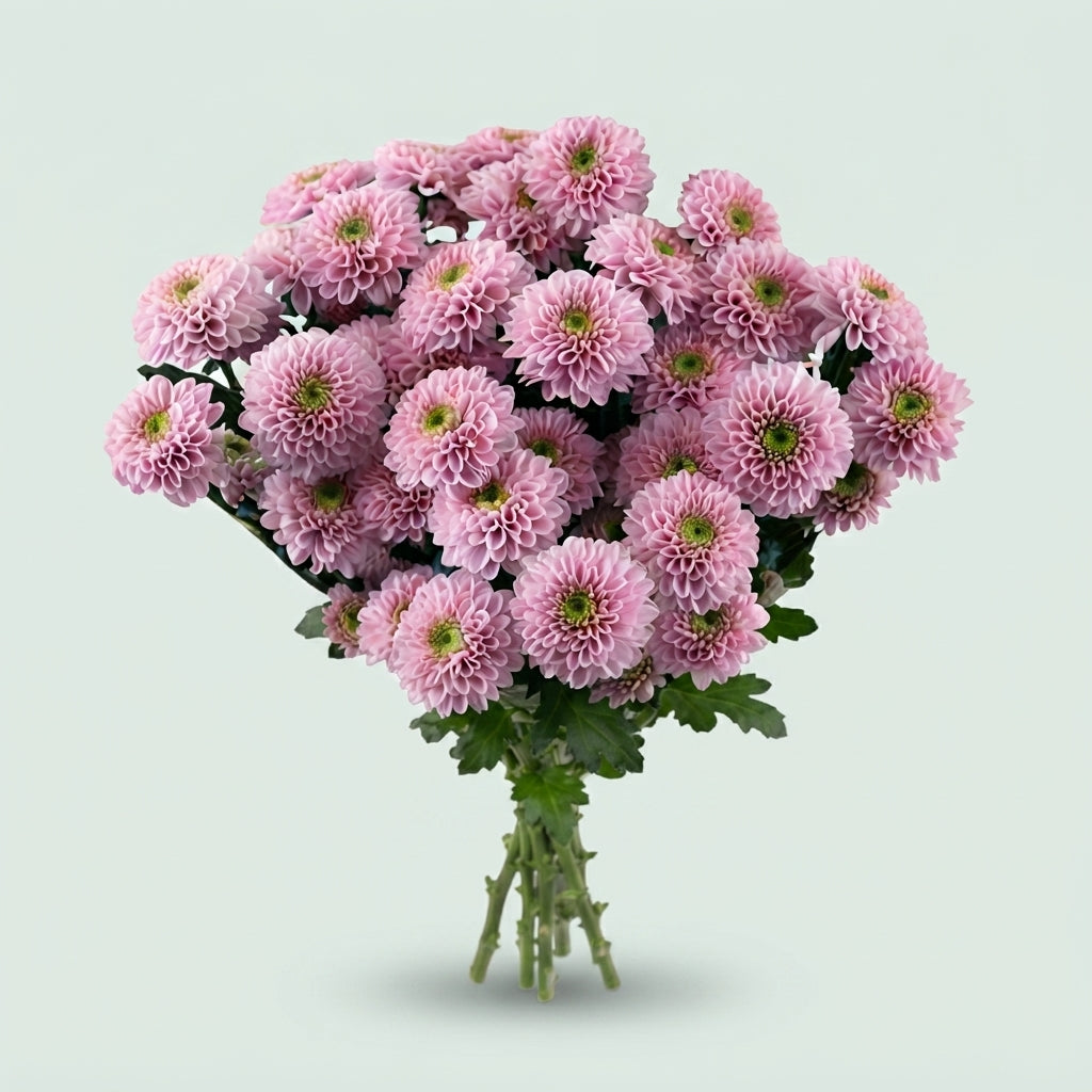 FeedSync:wholesale:6bc499b15afe6f3c0c26be416752b79d1b427597